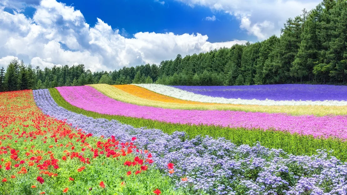 Furano & Biei Full-Day Private Charter from Sapporo (10 Hours)｜Blue Pond・Shirahige Falls・Shikisai-no-Oka・Farm Tomita