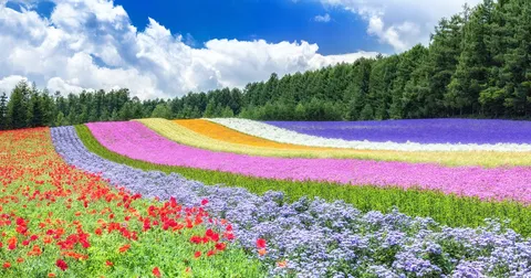 Furano & Biei Full-Day Private Charter from Sapporo (10 Hours)｜Blue Pond・Shirahige Falls・Shikisai-no-Oka・Farm Tomita