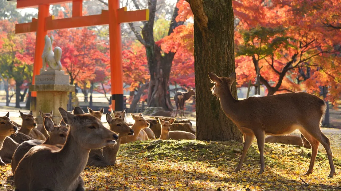 奈良 半日周遊 貸切タクシーツアー（5時間）｜東大寺・奈良公園・春日大社・興福寺