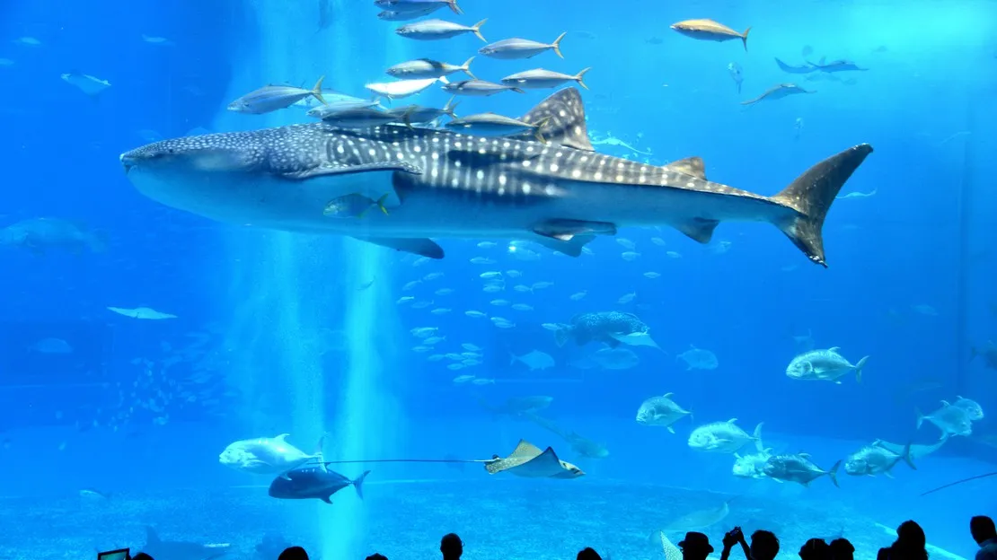 沖縄美ら海水族館＋古宇利島 貸切タクシーツアー（9時間）｜美ら海水族館・備瀬フクギ並木・古宇利島・古宇利大橋