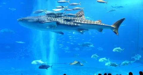 沖繩美麗海水族館＋古宇利島包車一日遊（9小時）｜美麗海水族館・備瀨福木林・古宇利島・古宇利大橋